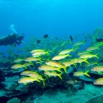 tips-scuba-diving-menyelam