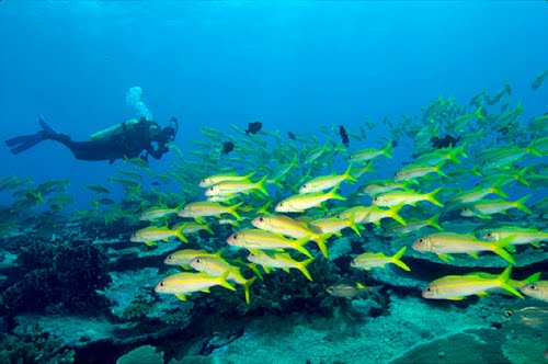 tips-scuba-diving-menyelam