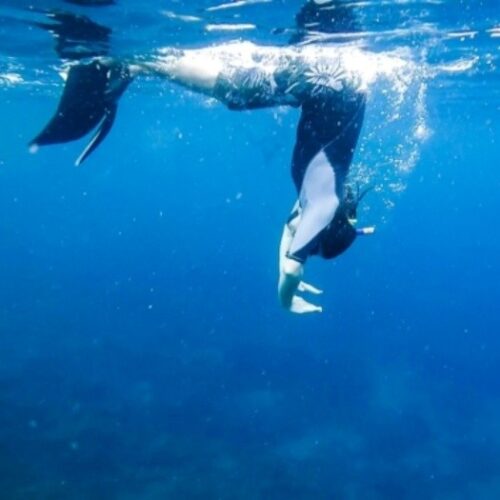 Diving-1-500x500